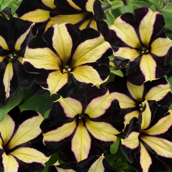 Petunia Phantom