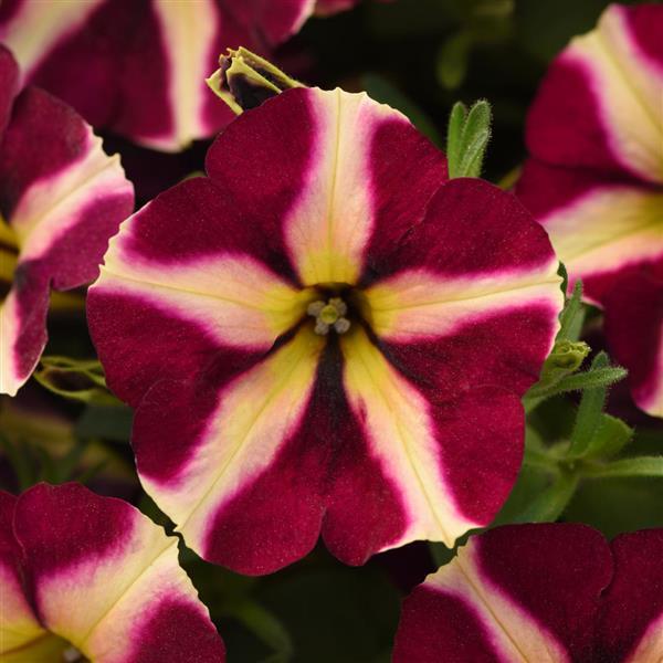 Petunia Lemonberry