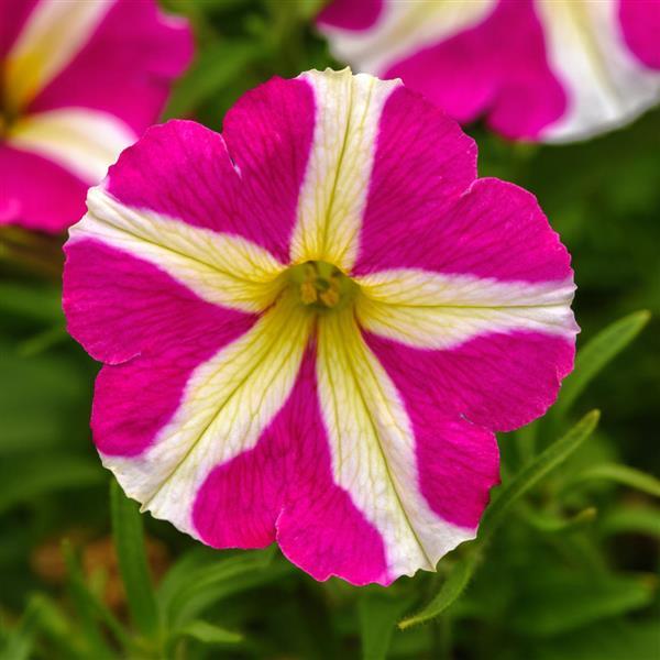 Petunia Heartwheel