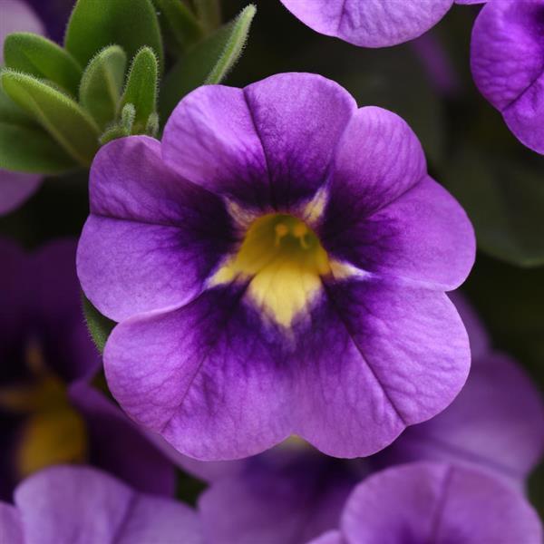 Calibrachoa Bumble Bee™ Blue