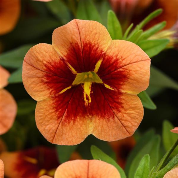 Calibrachoa Bumble Bee™ Orange