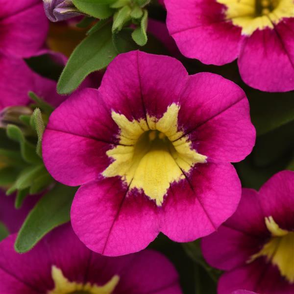 Calibrachoa Bumble Bee™ Hot Pink