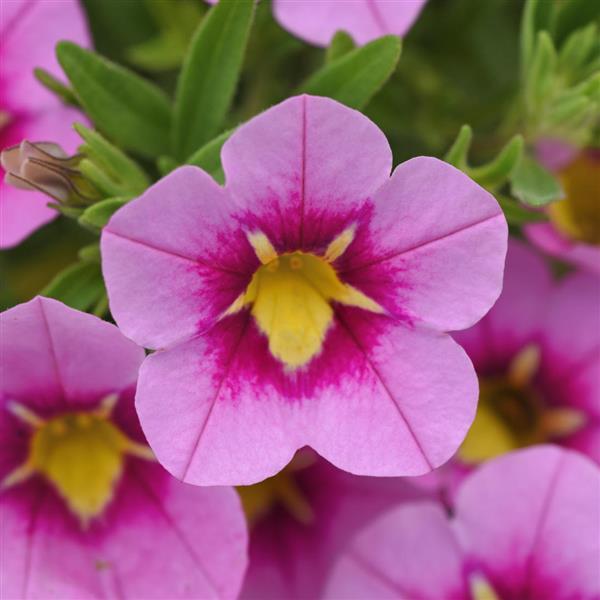 Calibrachoa Bumble Bee™ Pink 26