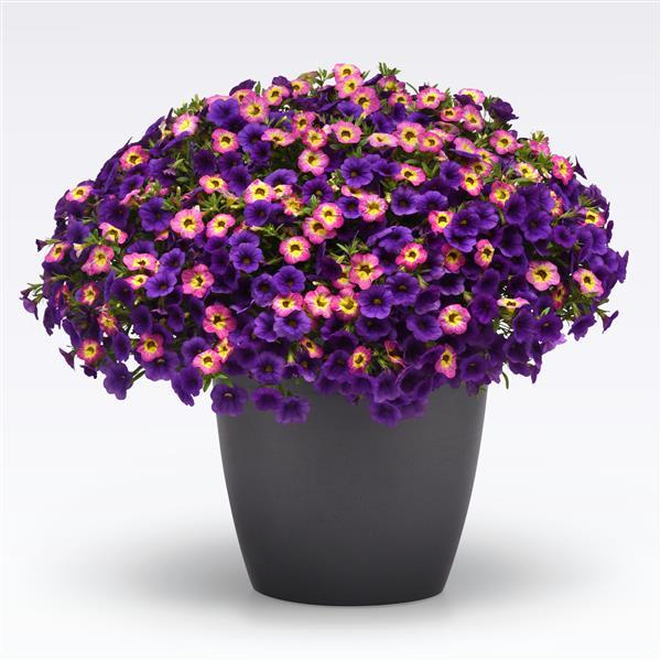 PLANT NAME Bloom