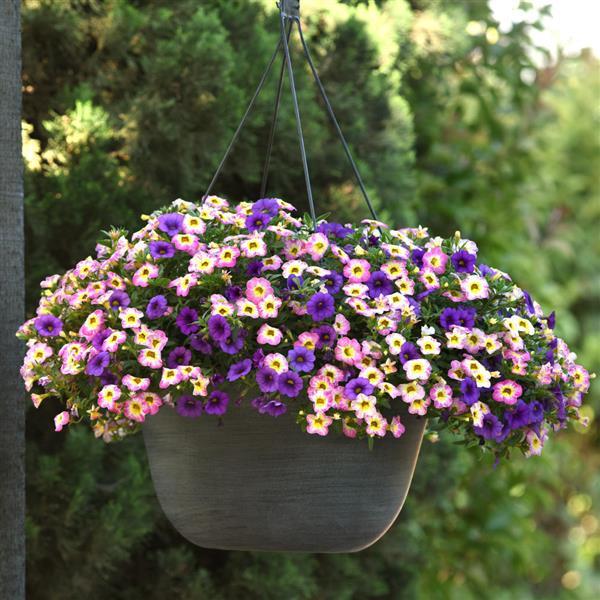 PLANT NAME Container