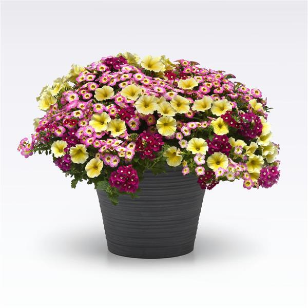 PLANT NAME Bloom