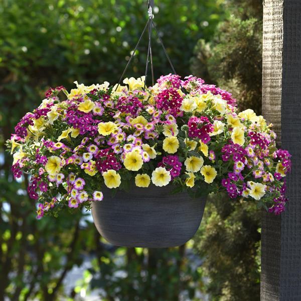 PLANT NAME Container