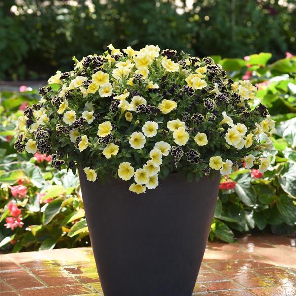 PLANT NAME Container