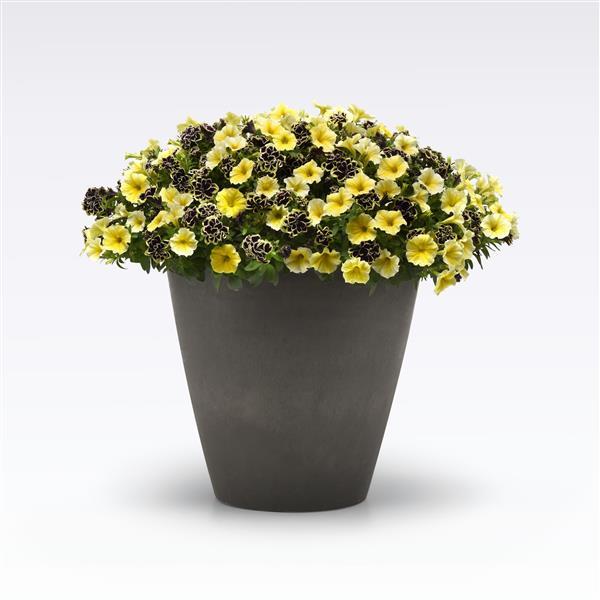 PLANT NAME Bloom