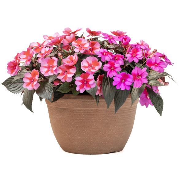 PLANT NAME Container