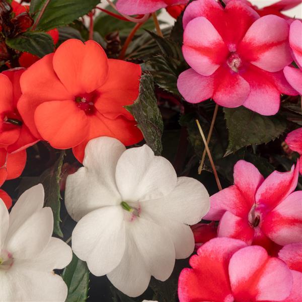 PLANT NAME Bloom