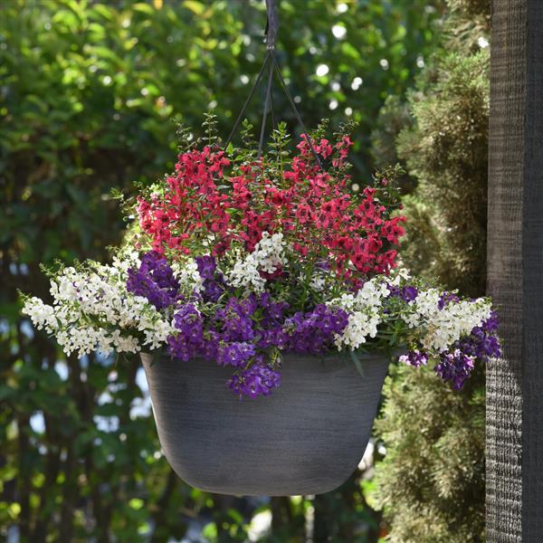 PLANT NAME Basket