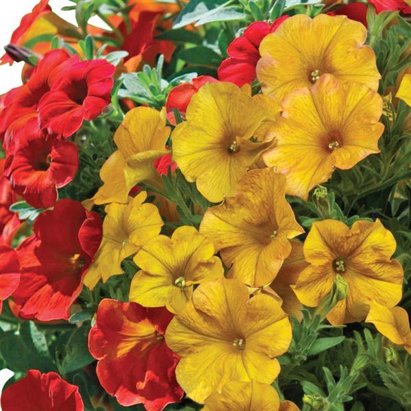PLANT NAME Bloom