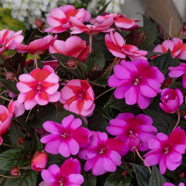PLANT NAME Bloom
