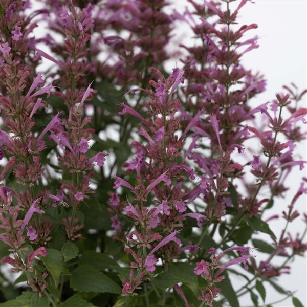 Agastache mexicana Summerlong™ Lilac