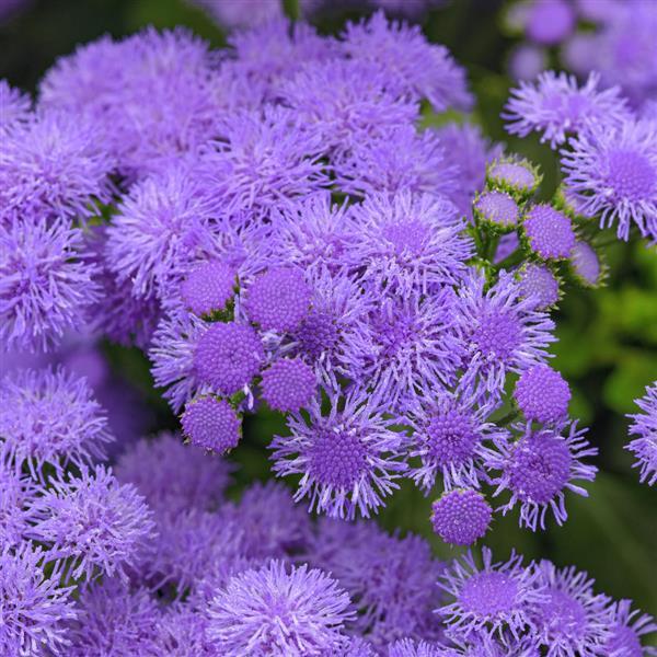 Ageratum Monarch Magic