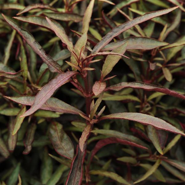 Alternanthera Red Threads