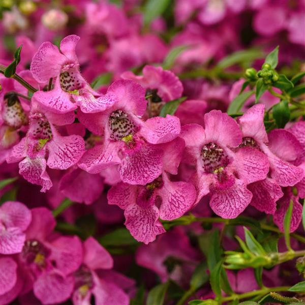 Angelonia AngelMist<sup>®</sup> Spreading Pink