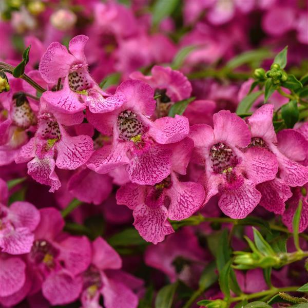 Angelonia AngelMist® Spreading Pink Improved