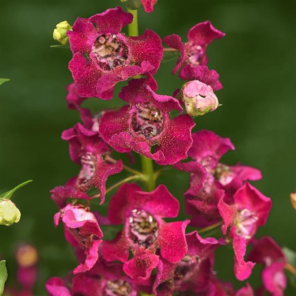 Angelonia Archangel™ Fuchsia