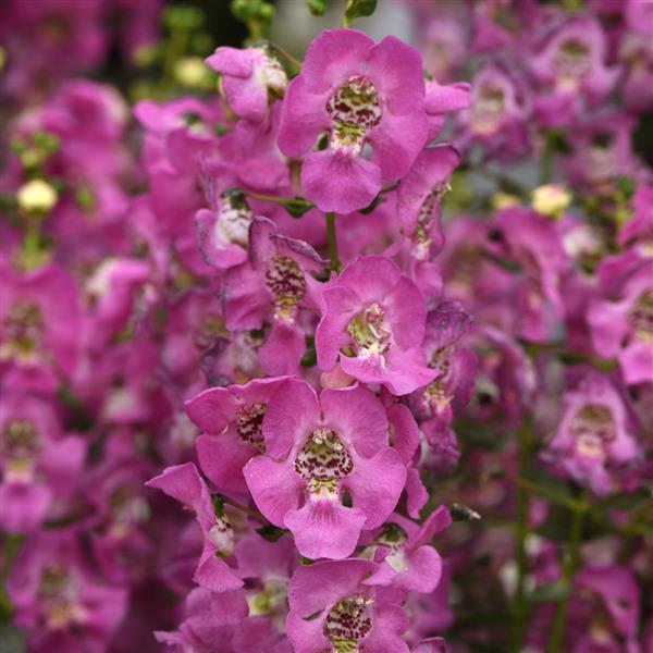 Angelonia Archangel™ Pink Improved