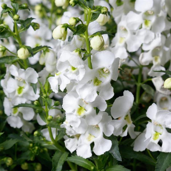 Angelonia Angelissa™ White