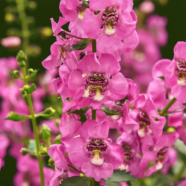Angelonia Guardian Angel™ Pink