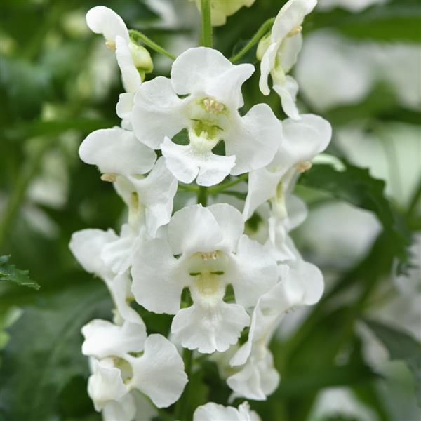 Angelonia Guardian Angel™ White