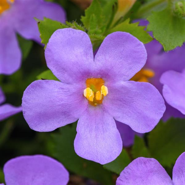 Bacopa MegaCopa™ Blue Improved