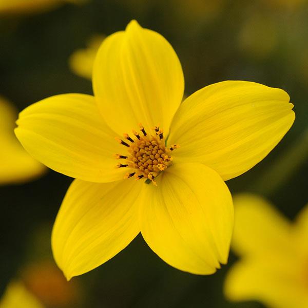 Bidens Sunbeam