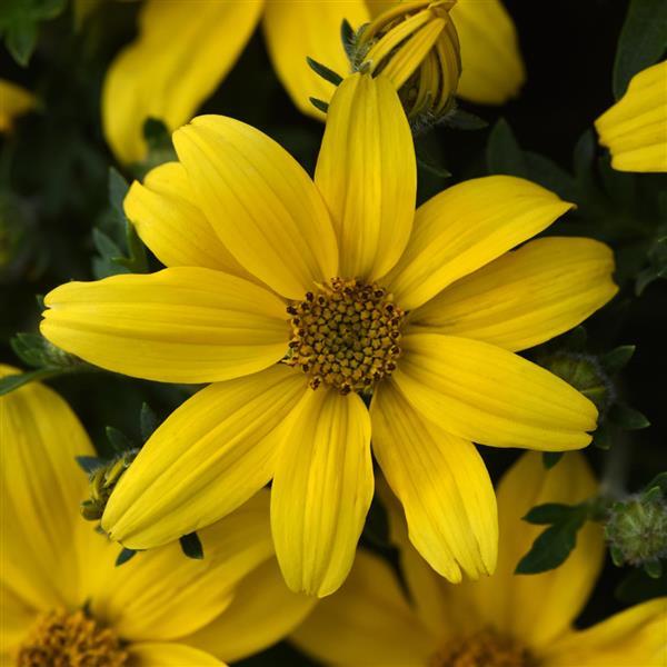 Bidens Sun Drop