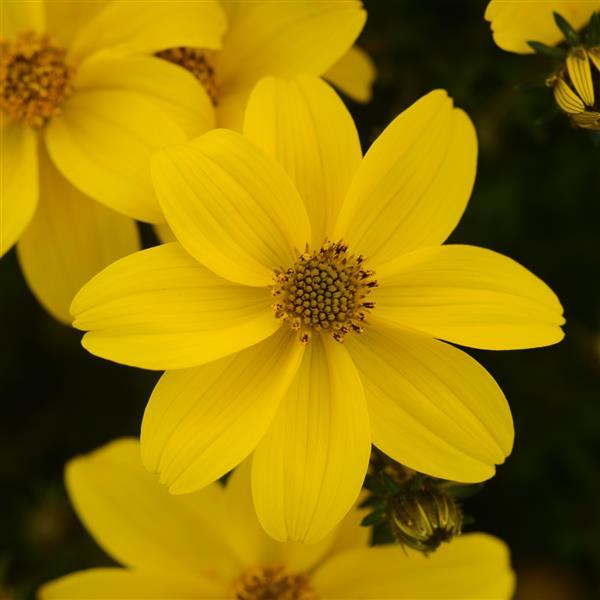 Bidens Sun Drop Compact
