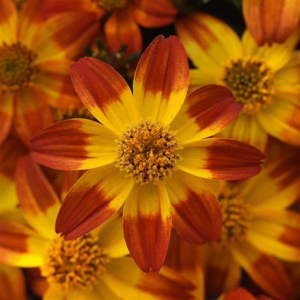 Bidens Bee Alive