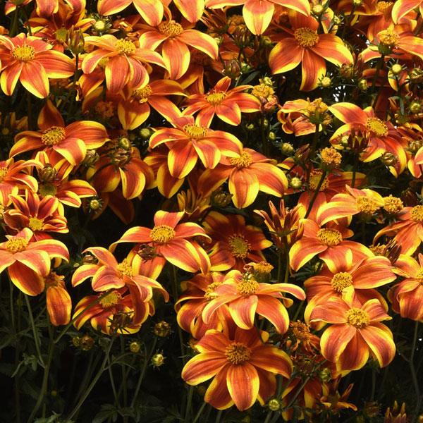 Bidens Bee Bold