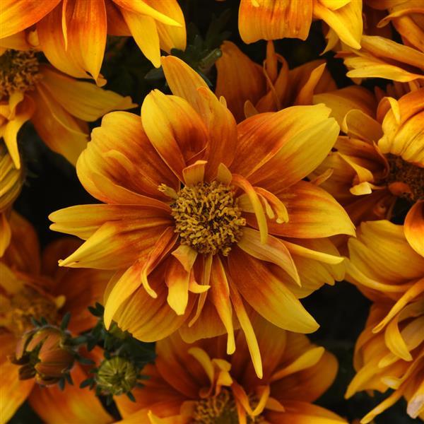 Bidens Bee Alive Double Orange