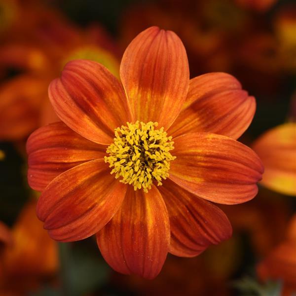 Bidens Bee Happy™ Red