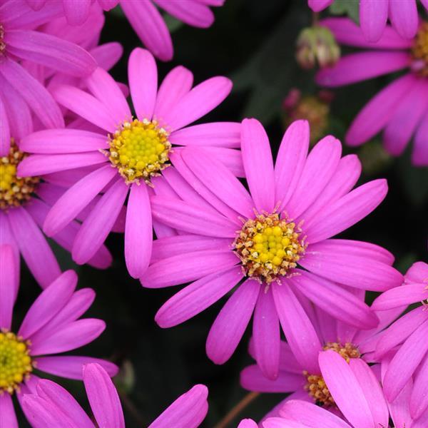 Brachyscome Radiant Magenta