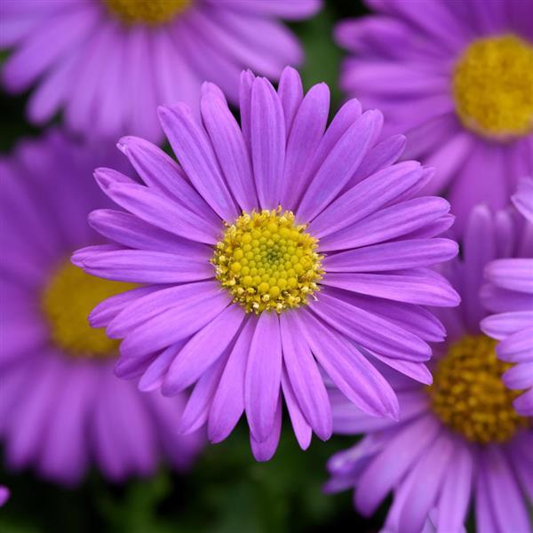 Brachyscome Fresco™ Purple