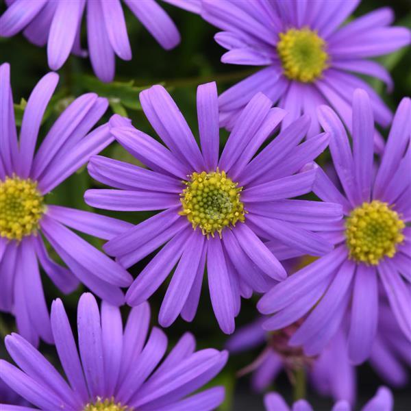 Brachyscome Brasco™ Violet