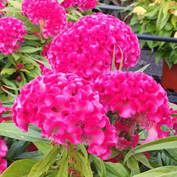 Celosia Twisted Bright Pink