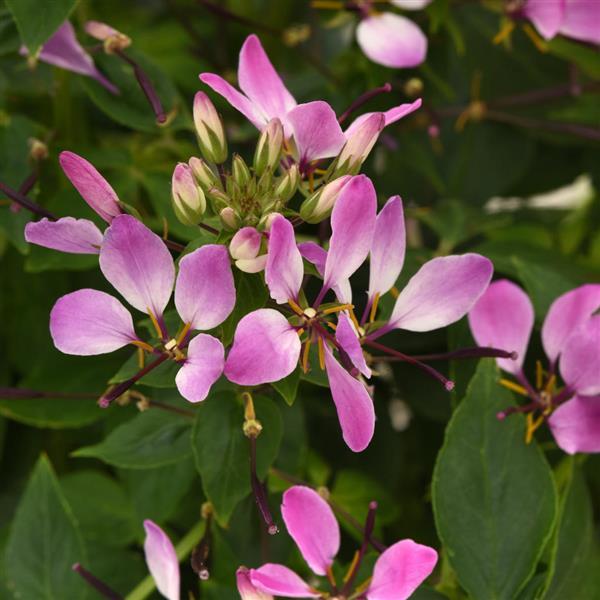 Cleome Lavender Dreams