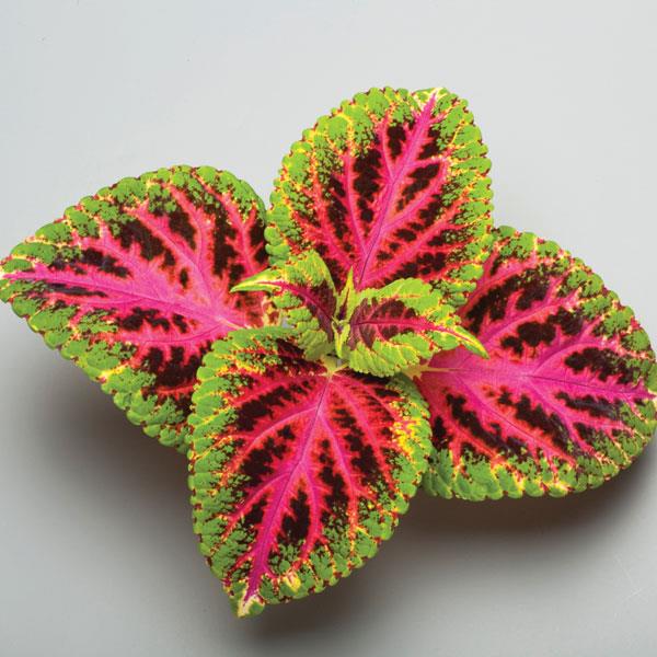 Coleus Color Pride