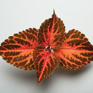 Coleus Festive Dance