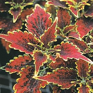 Coleus Olympic Torch