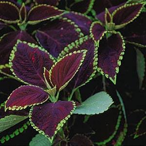 Coleus Pat Martin