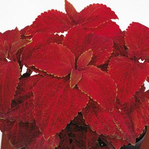 Coleus Volcano