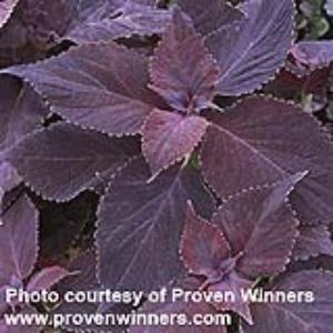 Coleus Merlot