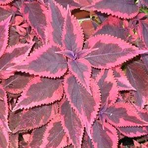 Coleus Religious Radish