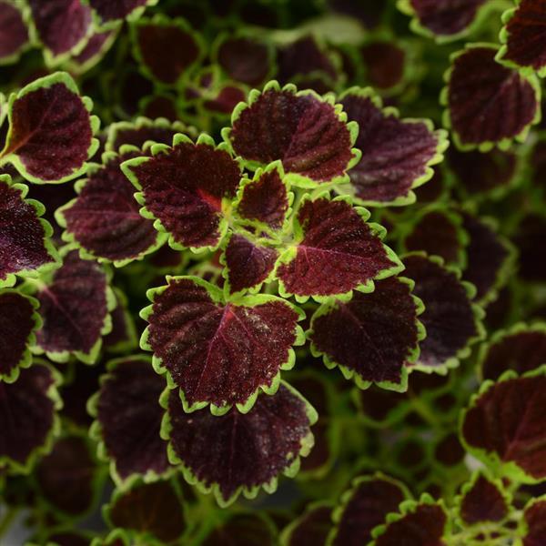 Coleus Burgundy Wedding Train