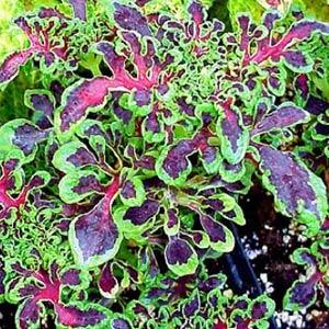 Coleus Fire Fingers